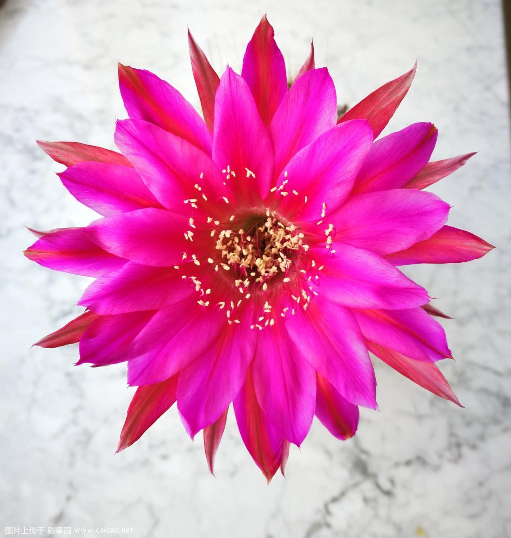花开时节