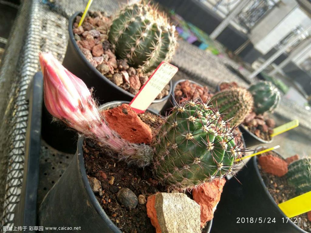 埃及艳后，侧芽养了三年多了，今天首开，不知道是不是首开原因，不满意