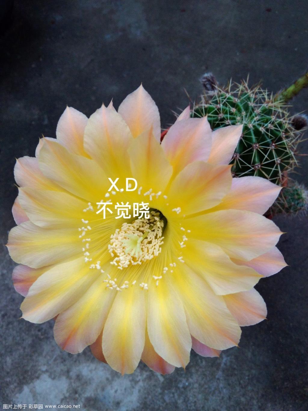 金太阳这次开出了宣传照的花型