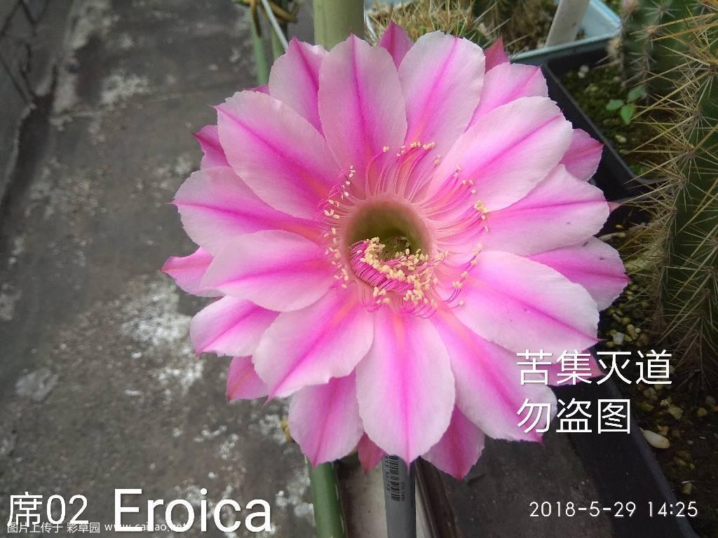 帮忙看一下是不是席克氏英雄还是碧姬的美丽，求助