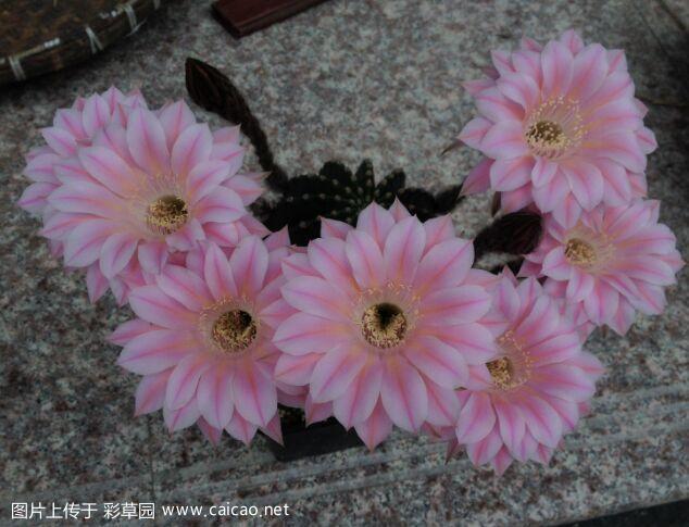 帮看看毛花柱名字