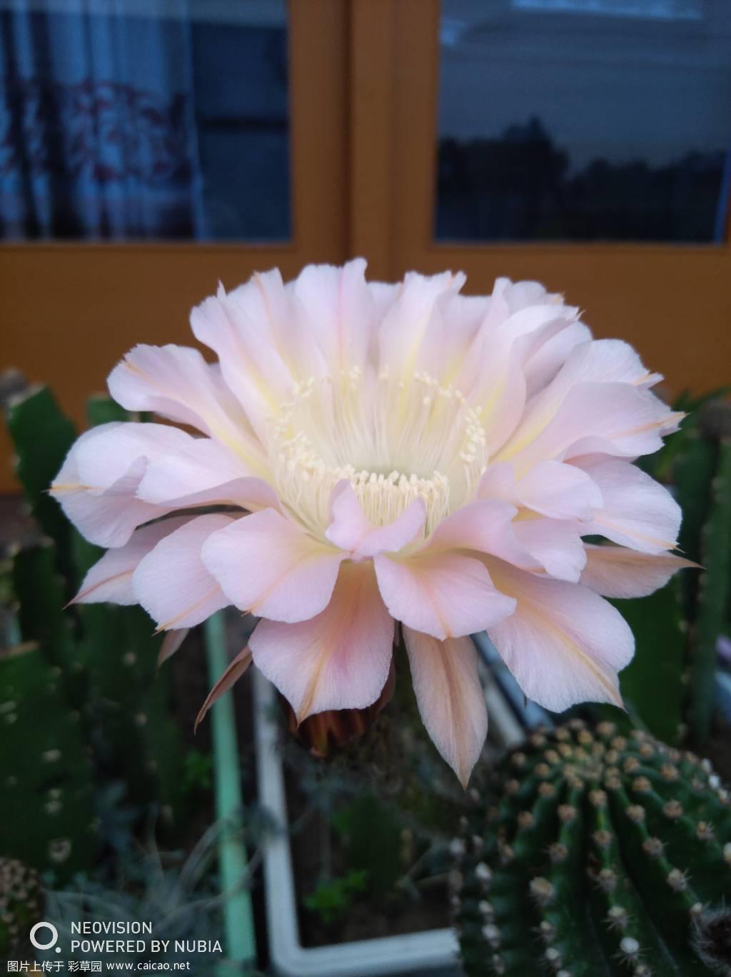 5.29