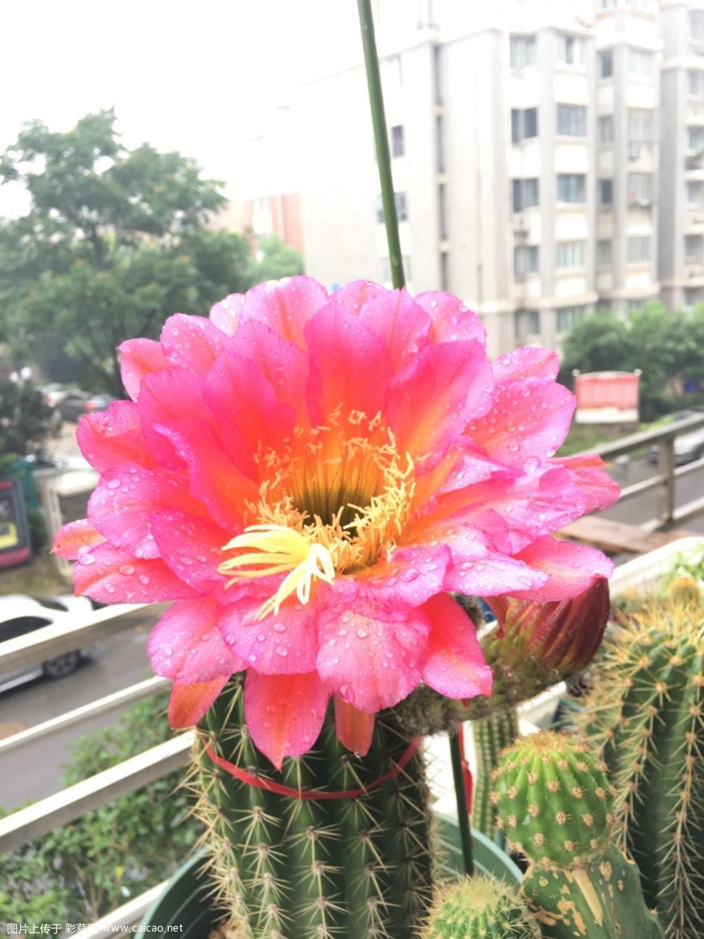 16年买的飞碟开花了，对版嘛？（5月末第二次开花更新）