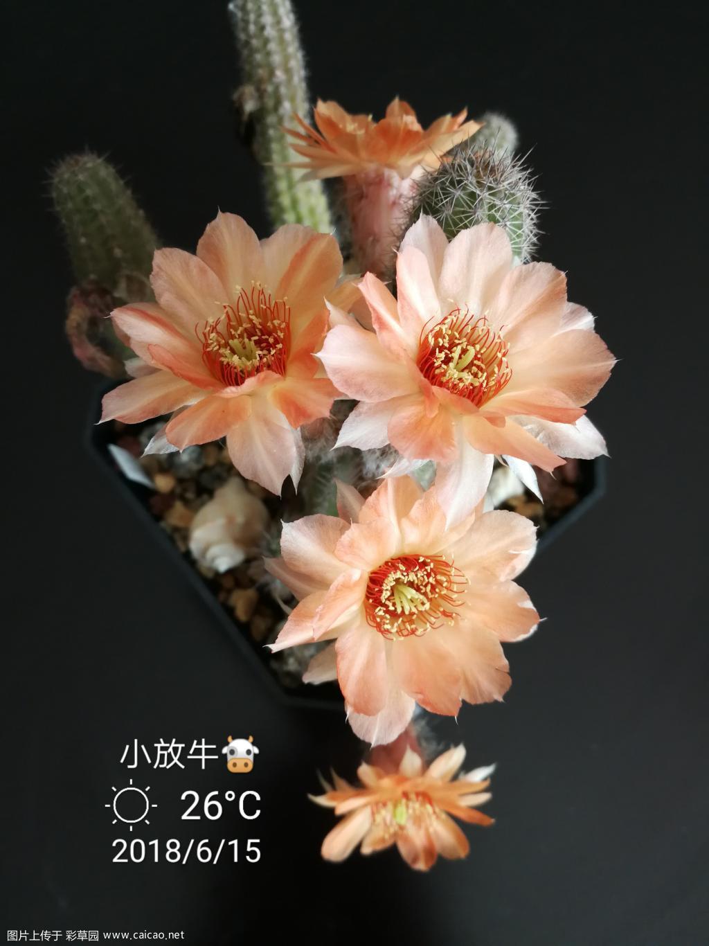 杂檀