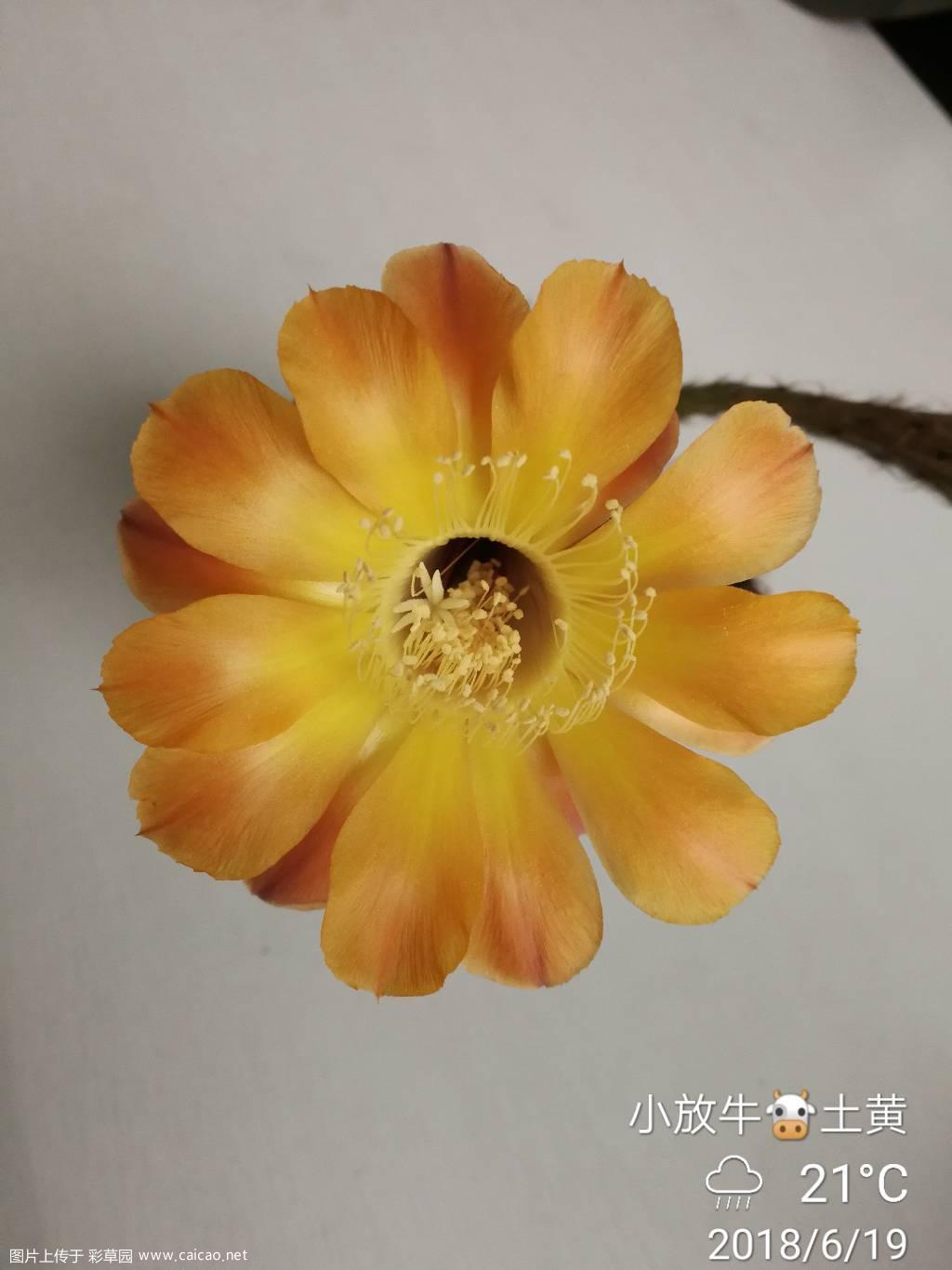 常玩球谁家还没有个普草