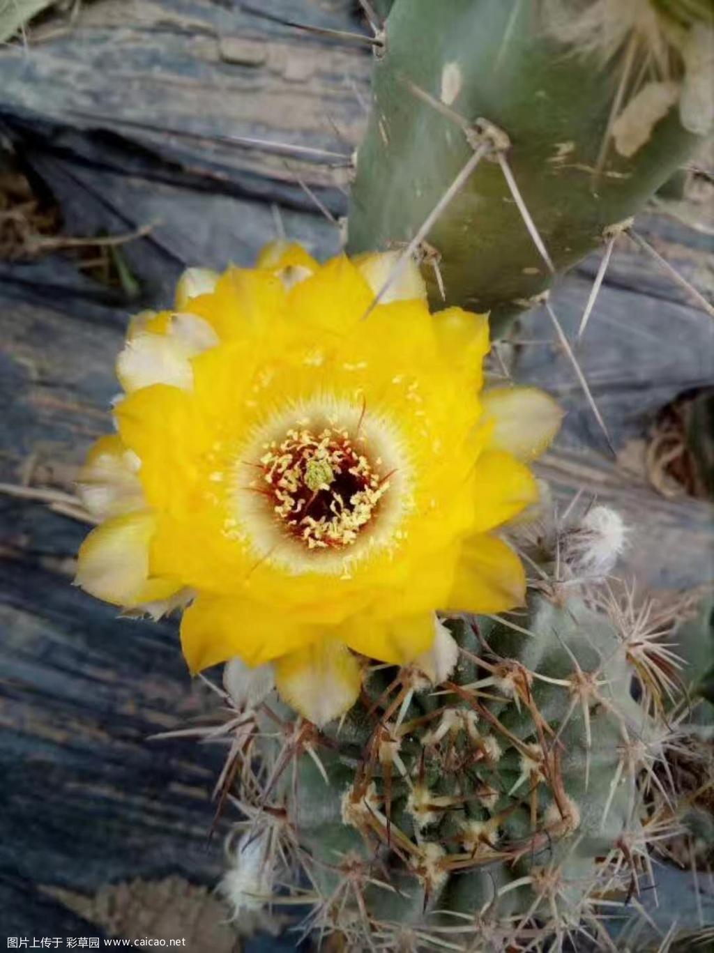 一些丽花