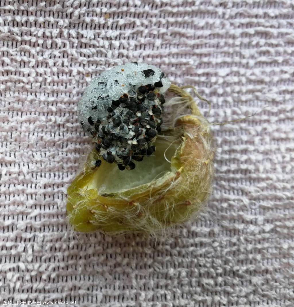 彩草种夹，今年成熟的第二个种夹。