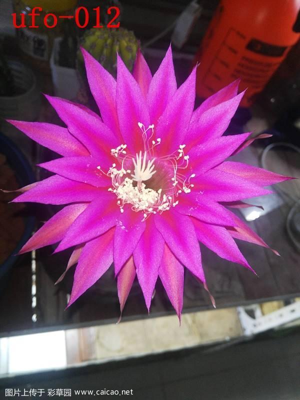 几个播种带大的球开花啦！
