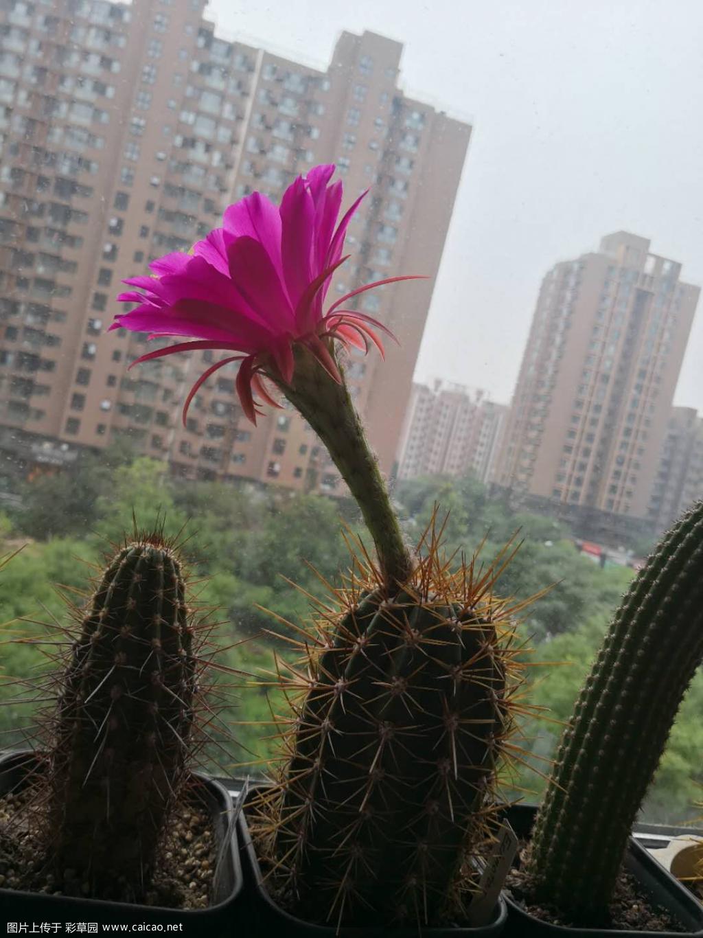 毛花～阿肯那顿