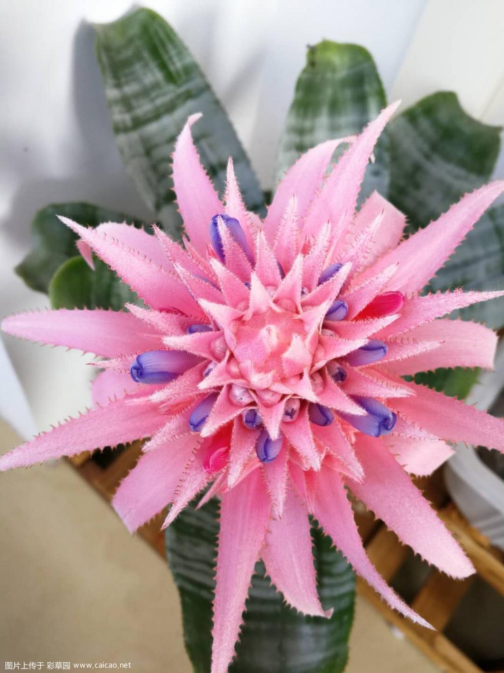 发个不一样的花
