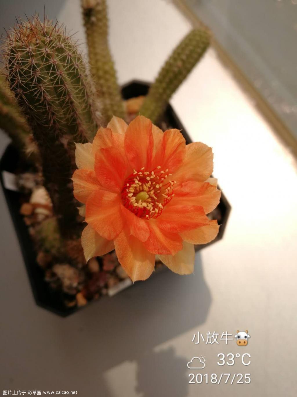 一款杂檀