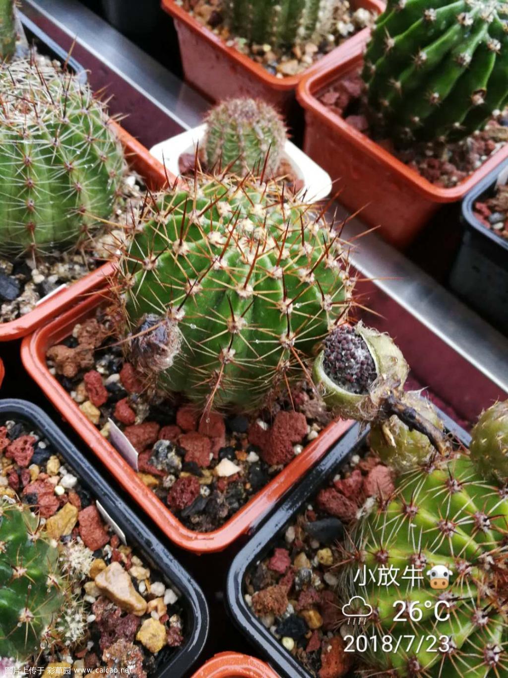种荚