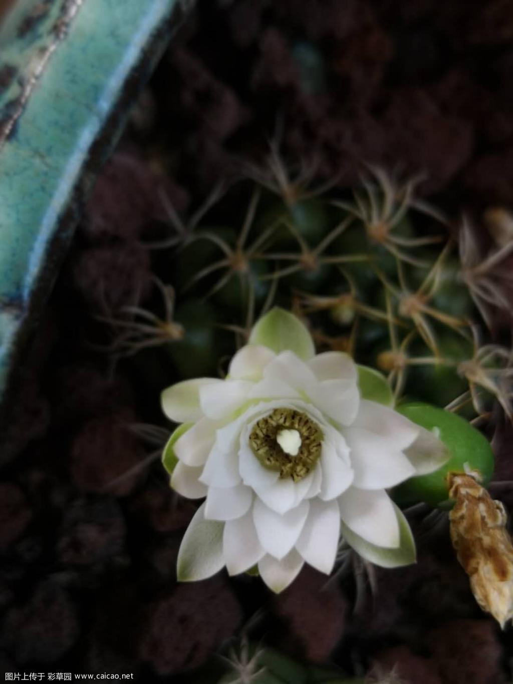白花丽蛇丸