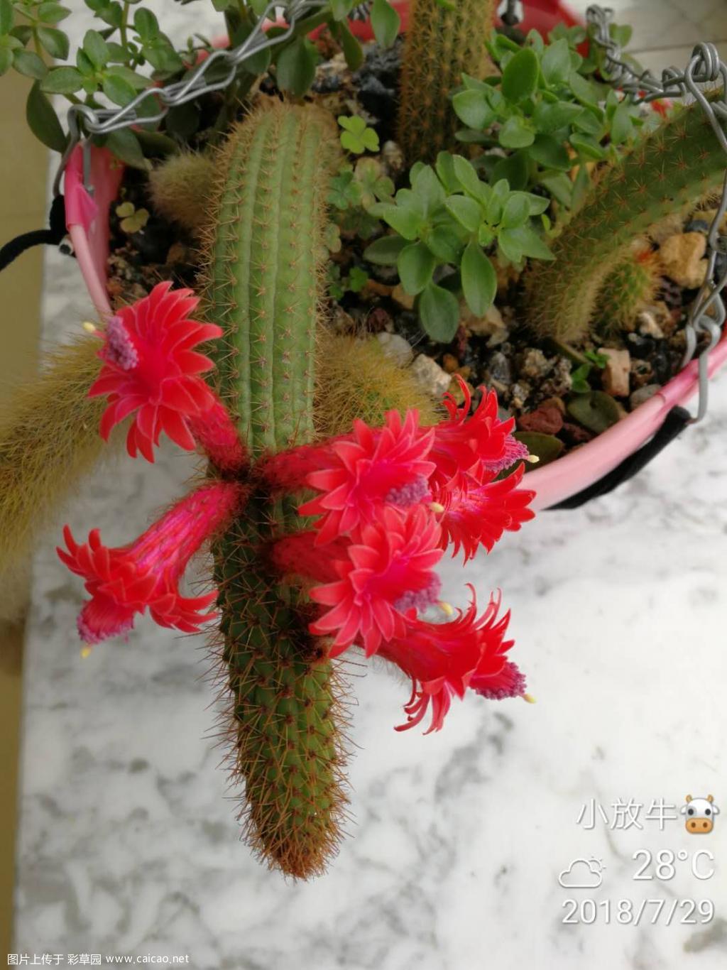 金钮首花