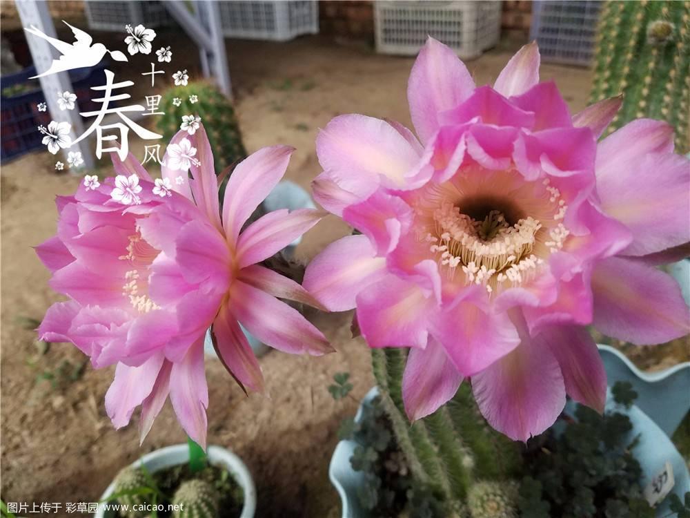 这个是交响乐之春(Spring Symphony) 吗？
