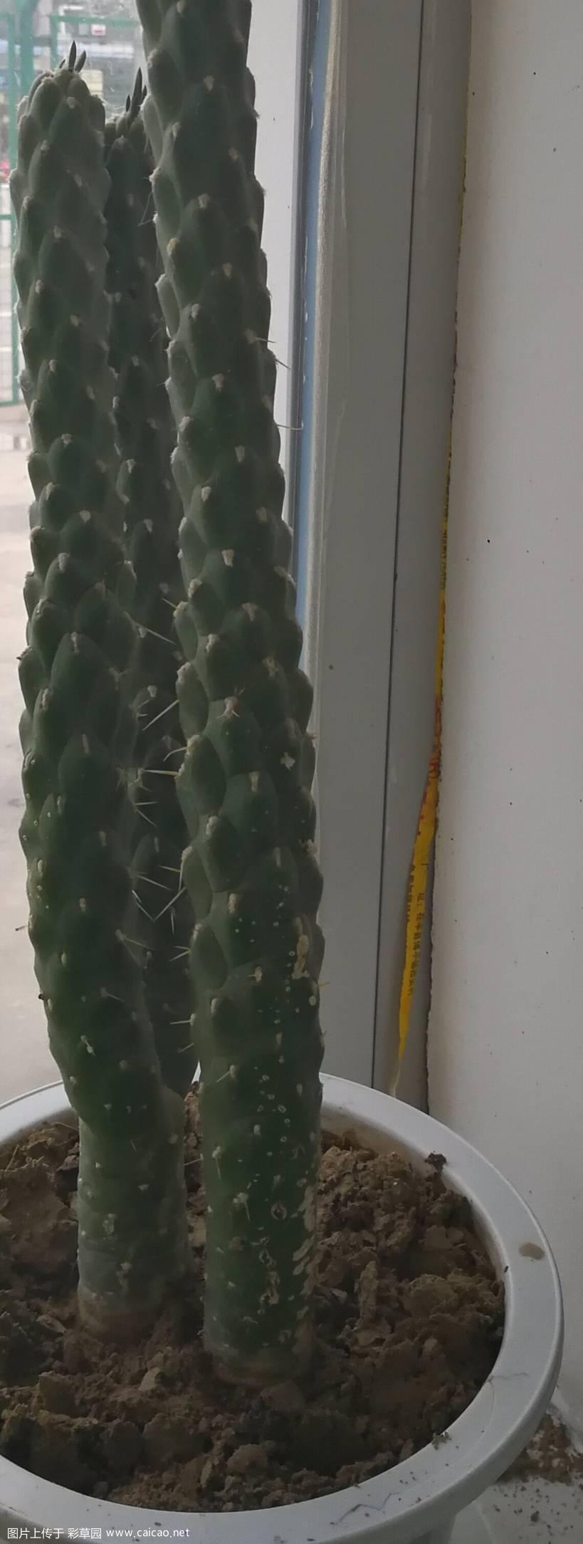 这个有人认识吗？