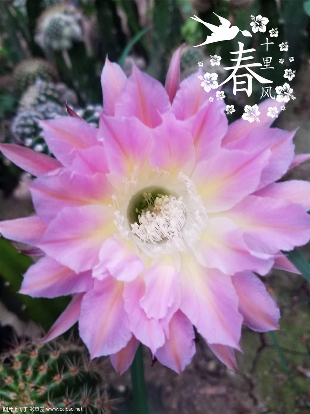 一个错版的浪漫