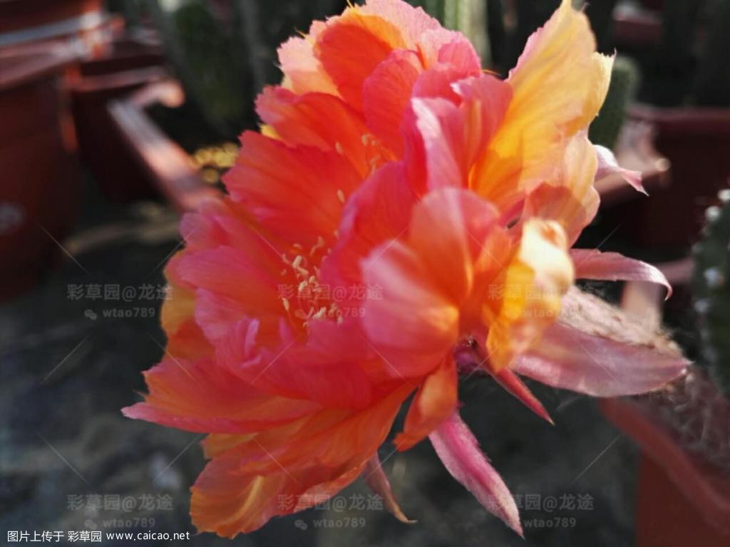 近期开的晚霞，德绍，银河系，反物质，魅力，女巫等