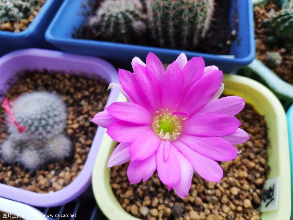 粉色丽花