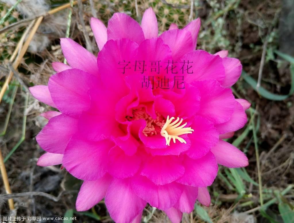 毛花柱 胡迪尼（Houdini）
