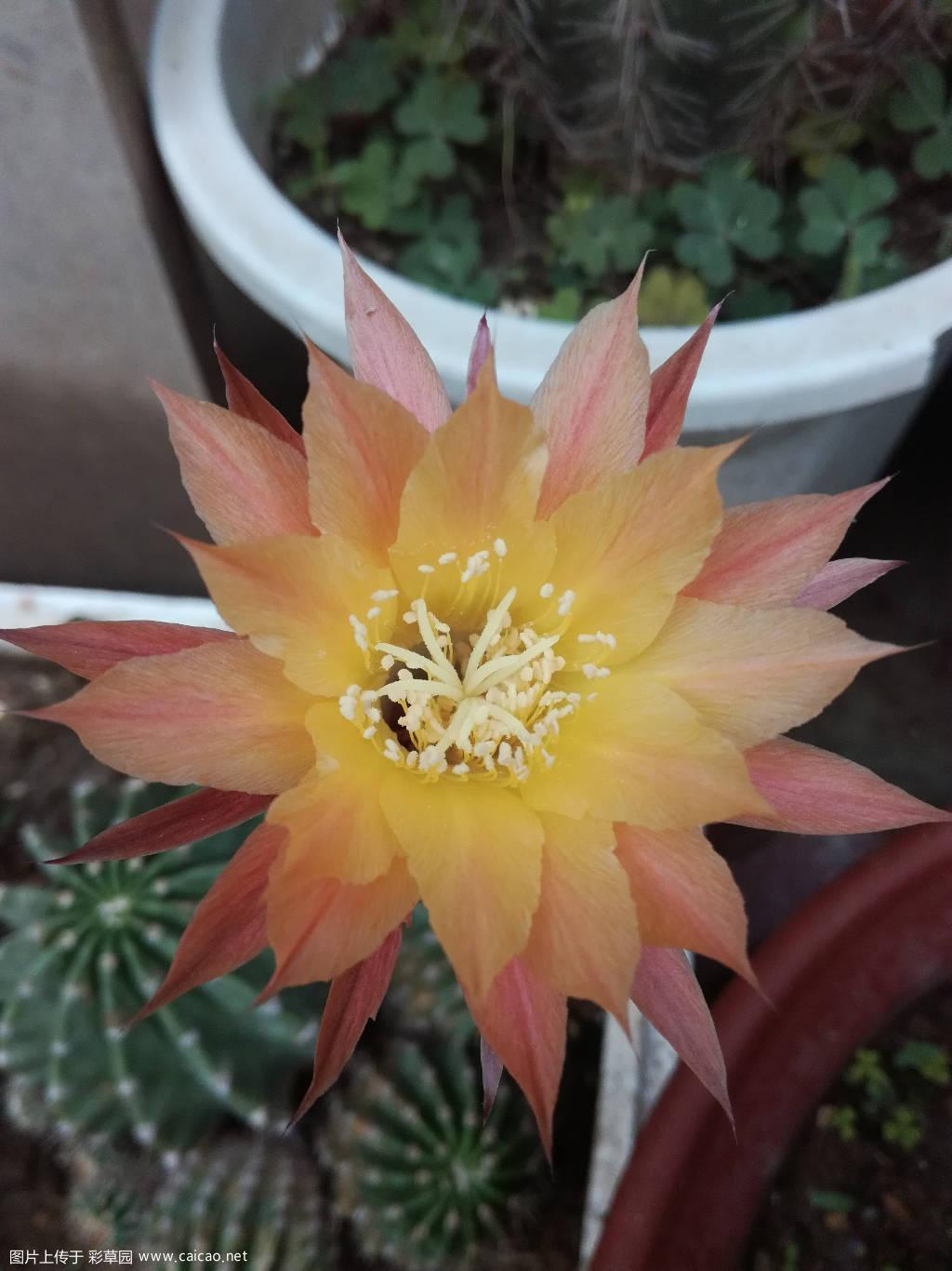 今年的彩草
