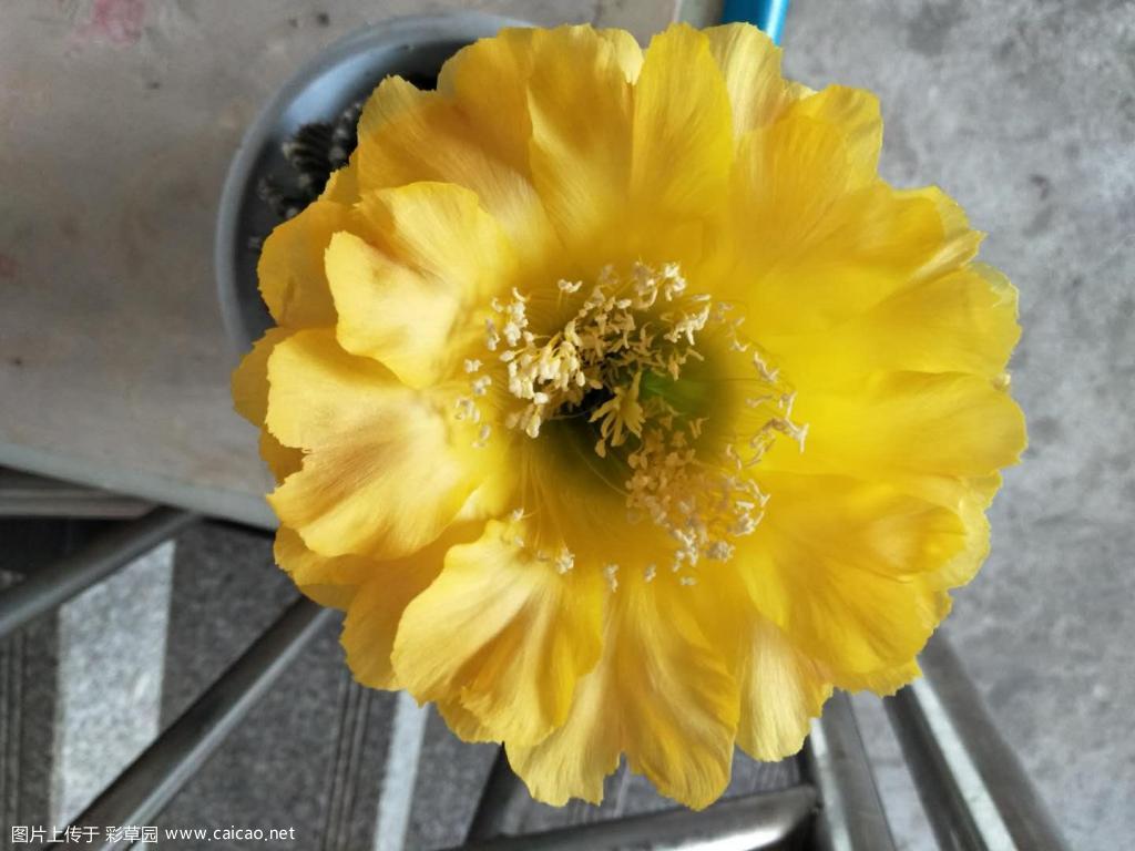 图兰朵开花，初花感觉花型和晚霞相似。