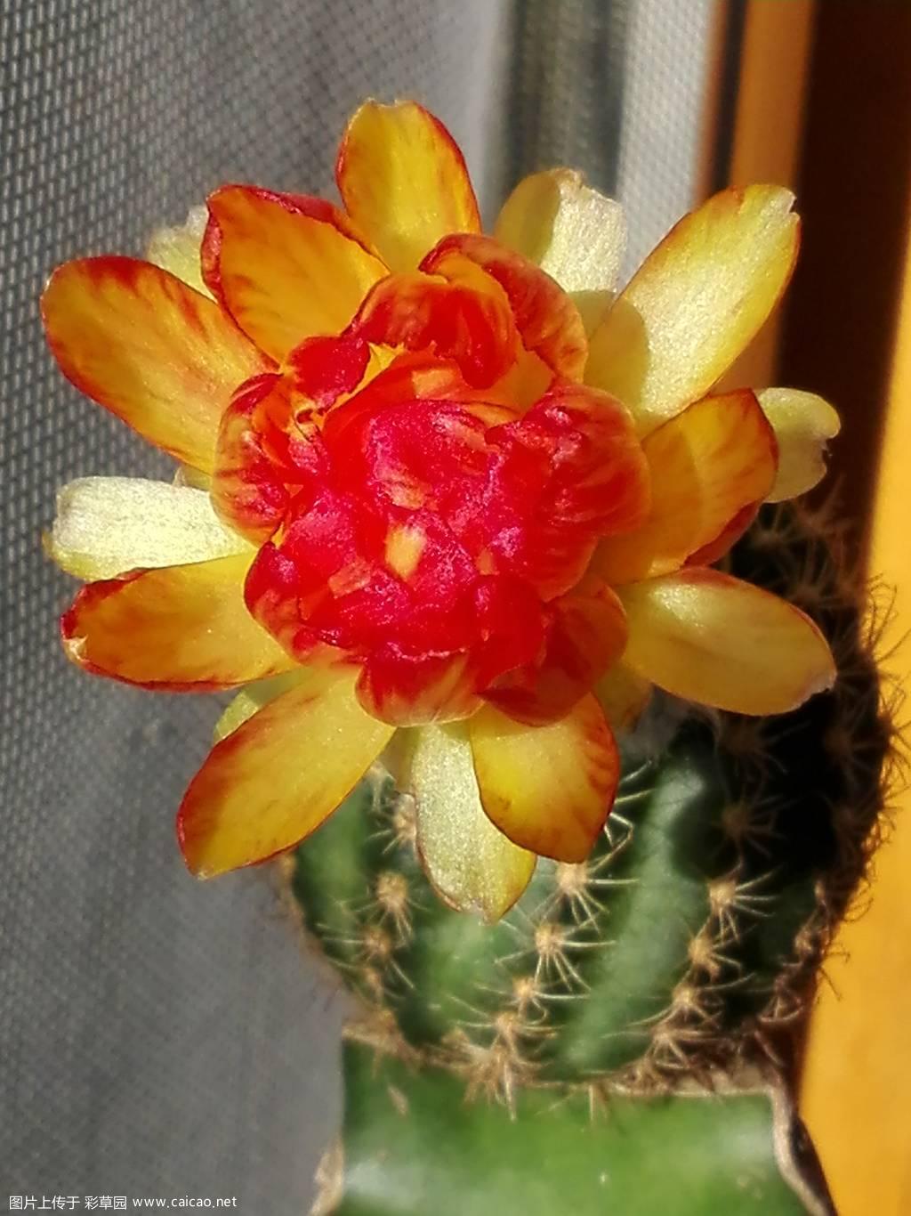 BIV初花