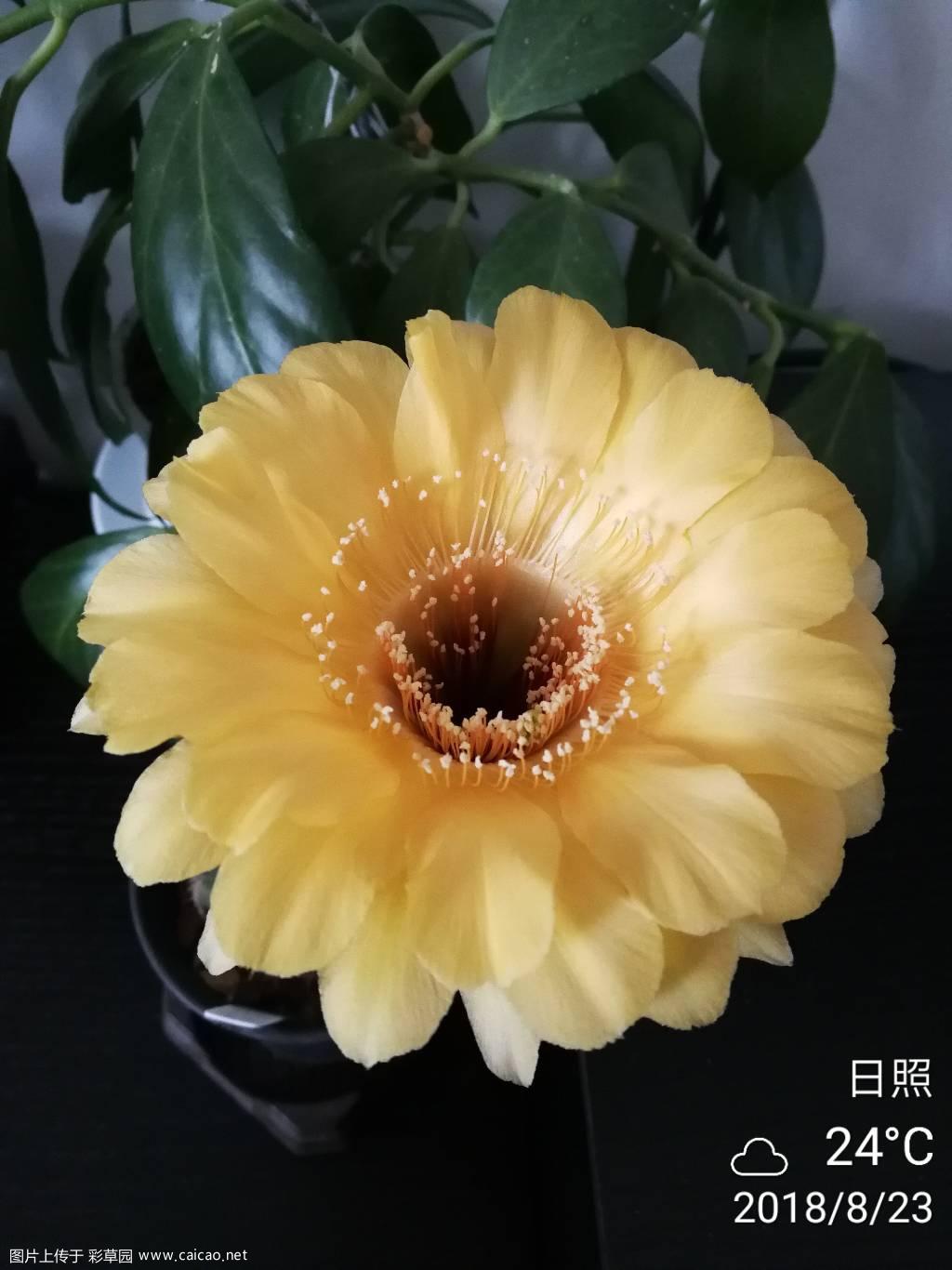 今早开的黄花一朵