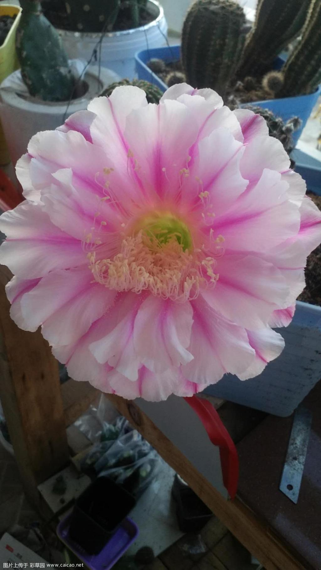 这几天开的，银河开花干净！