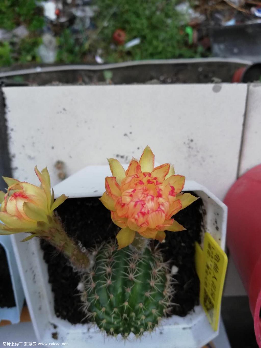 黄金火焰感觉花色偏淡