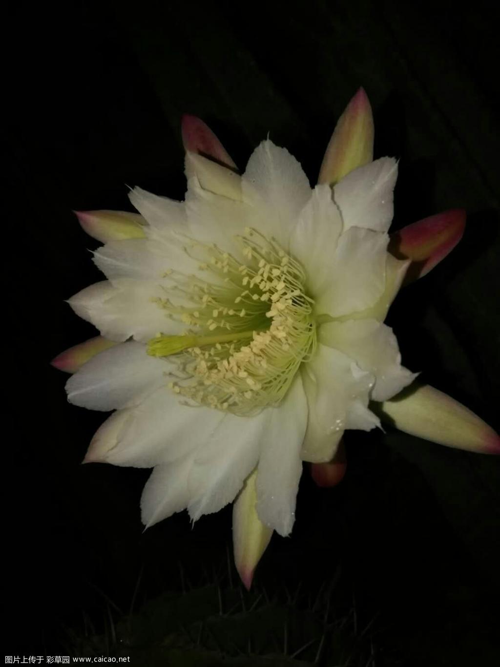 深夜的花朵