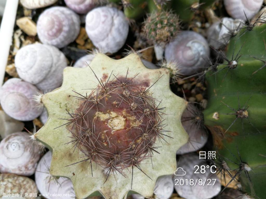 来看看“暴晒”的模样