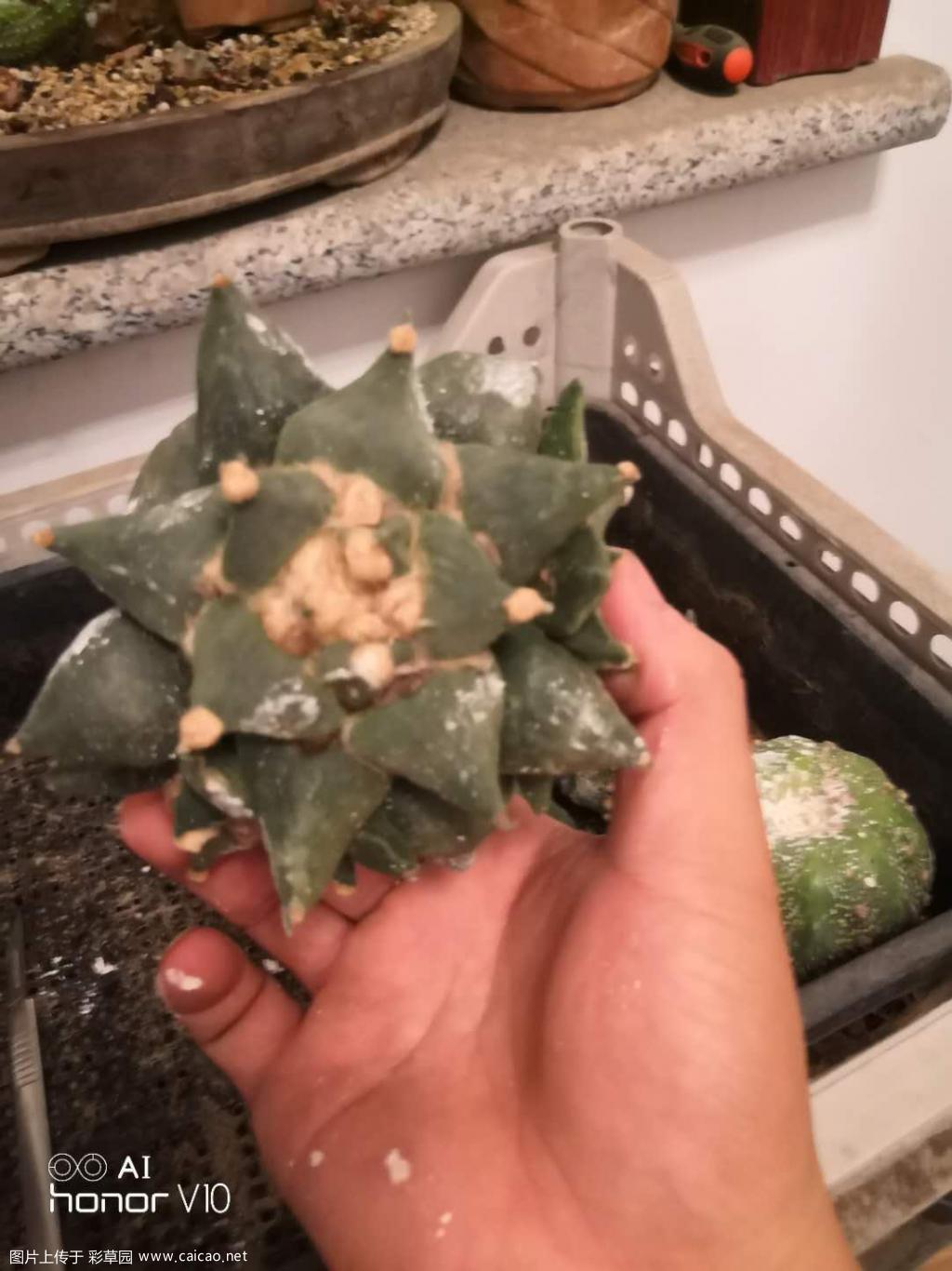 新手，倒腾