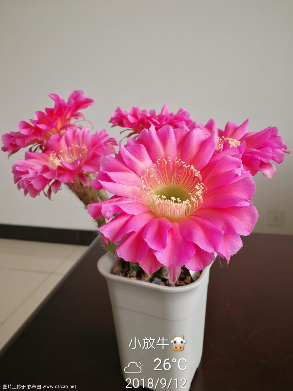 美丽的浓桃筋