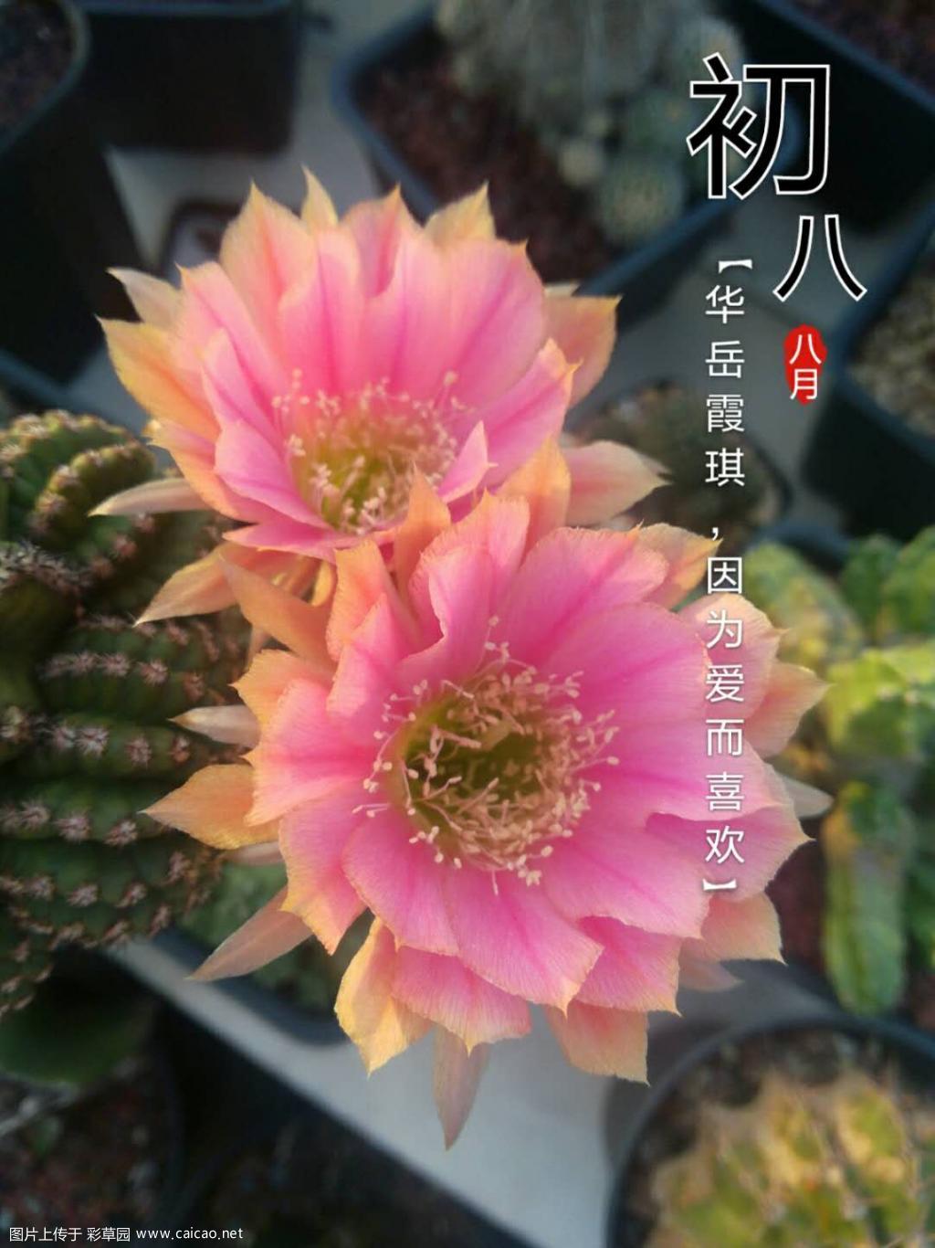 应该是今年最后热闹开了吧