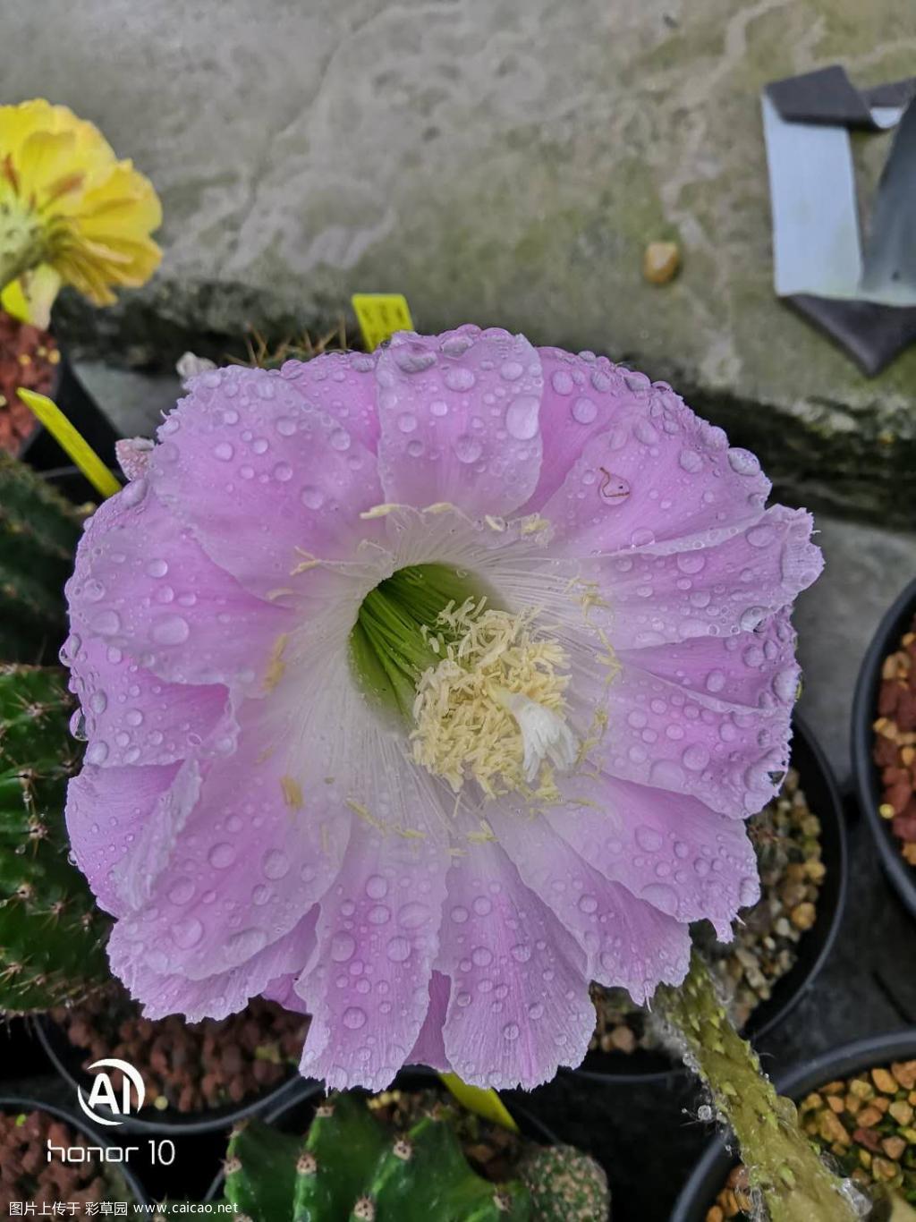 花开一小波