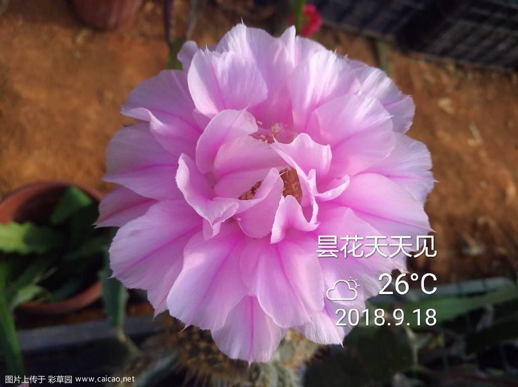 这个好喜欢。长得像自己的孩子了