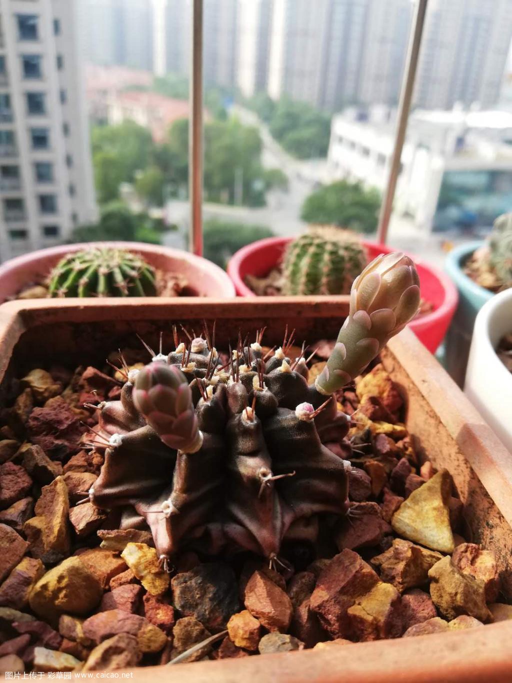 新手养的球球开花了