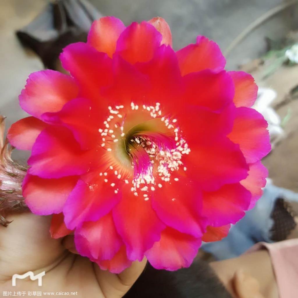 籽播首花