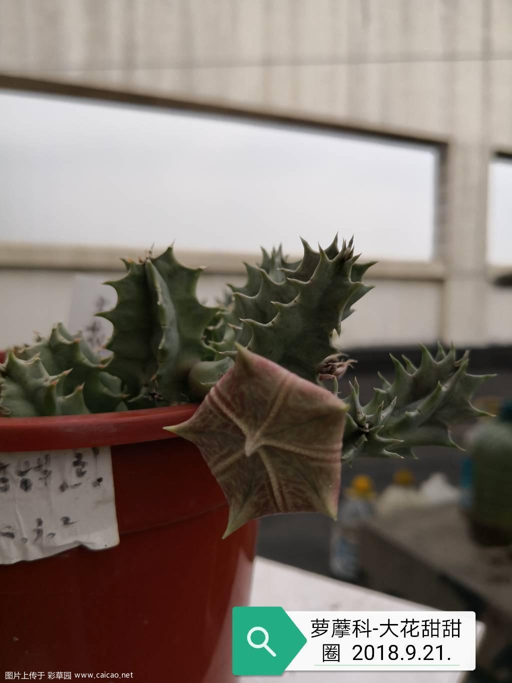 大花甜甜圈首开！