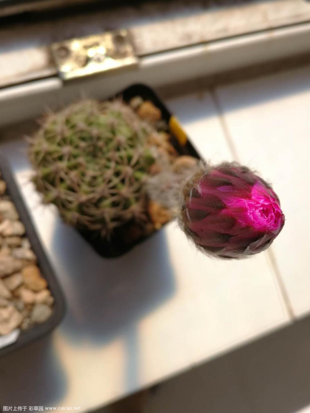 太阳晒的红红的
