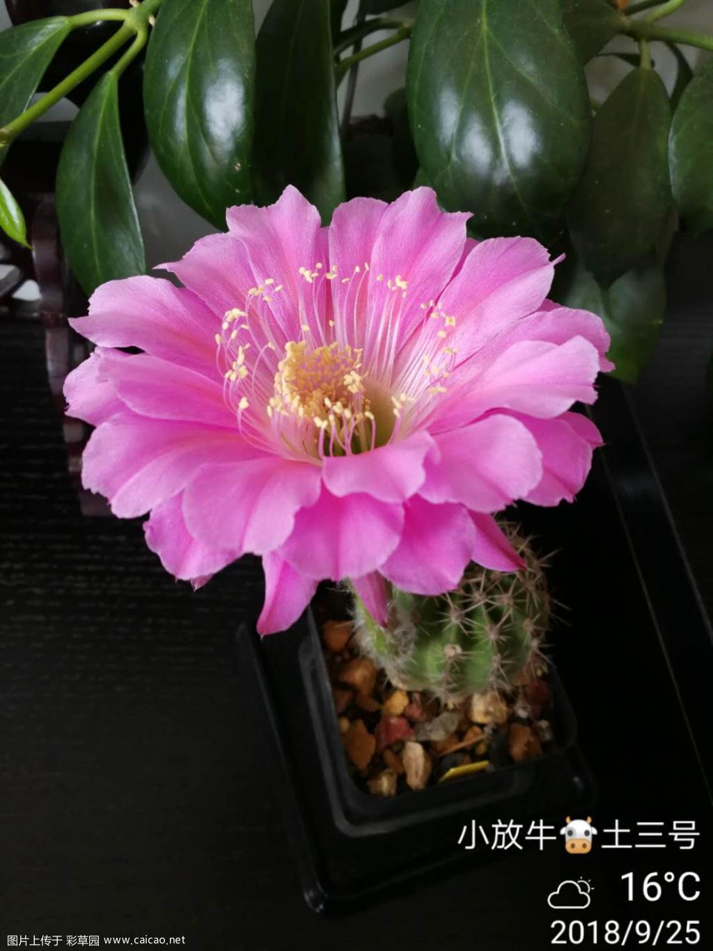 也许是今年最后的花了