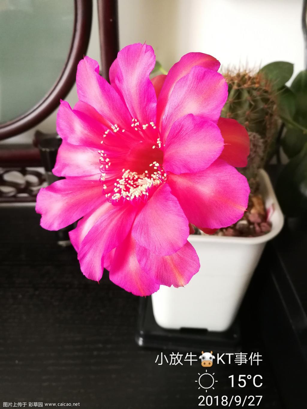 K-T事件