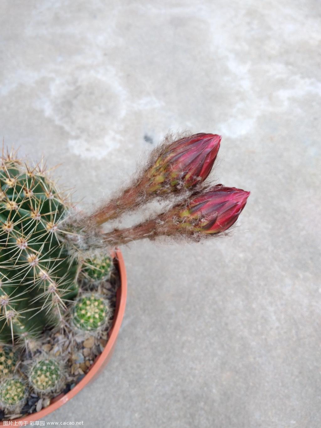 可能是今年最后的彩草花了
