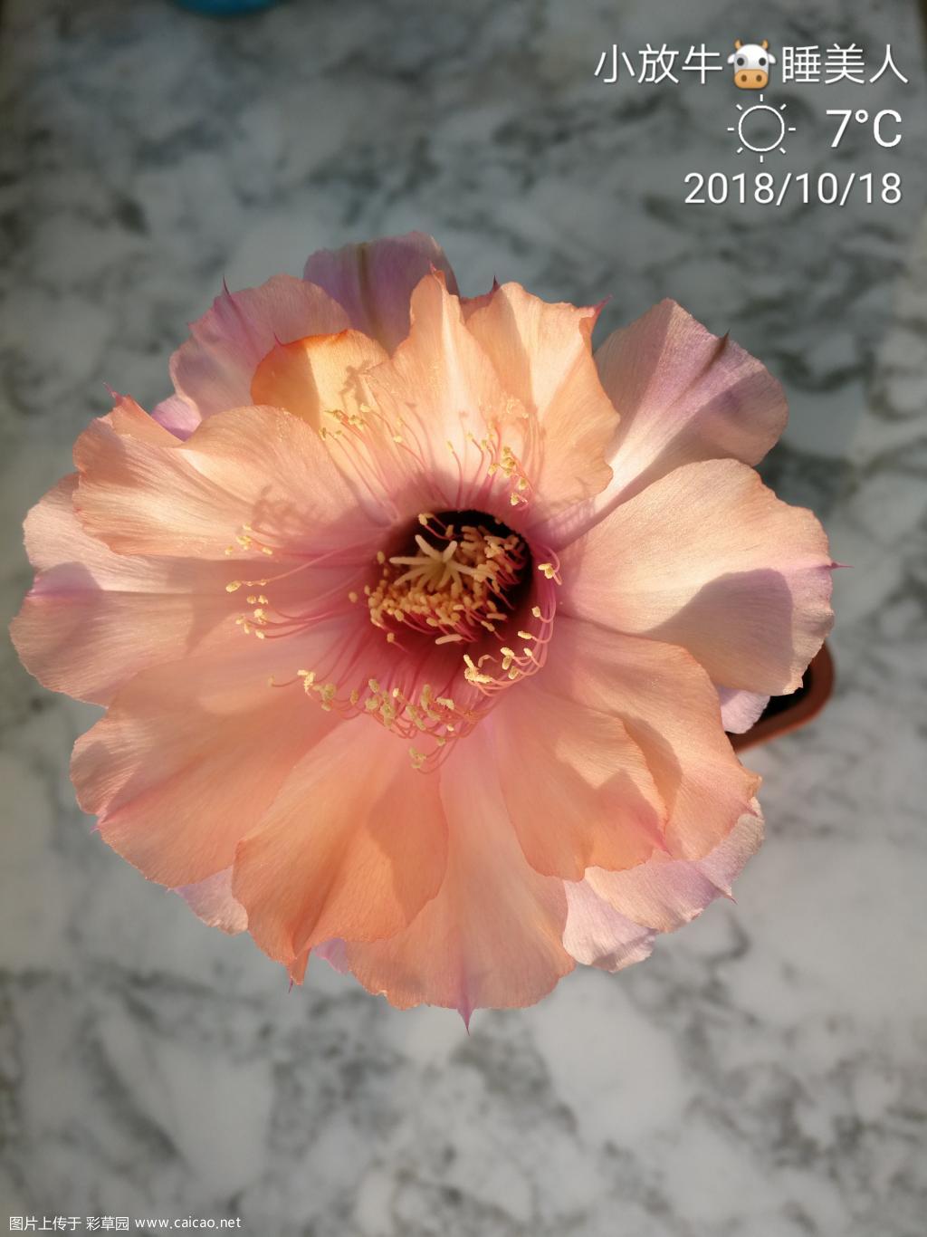 最后的芳华……睡美人
