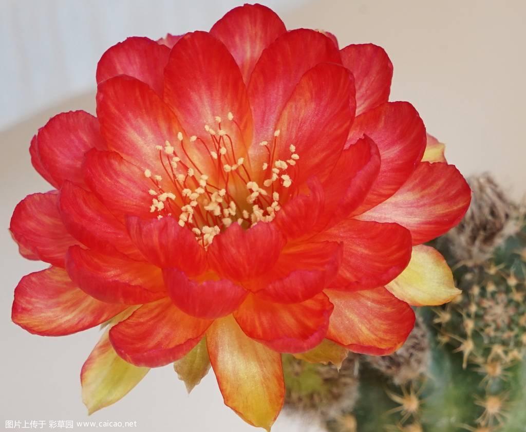 花色多变的BIV