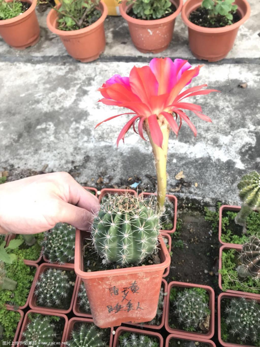 应该是今年倒数第二朵花了