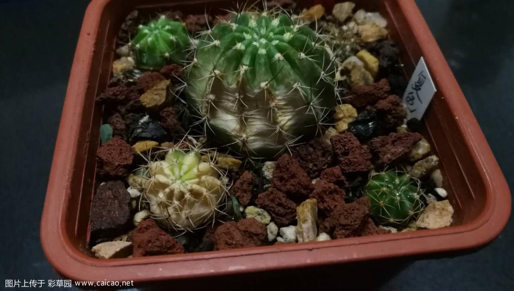 我的火焰丽花要挂?