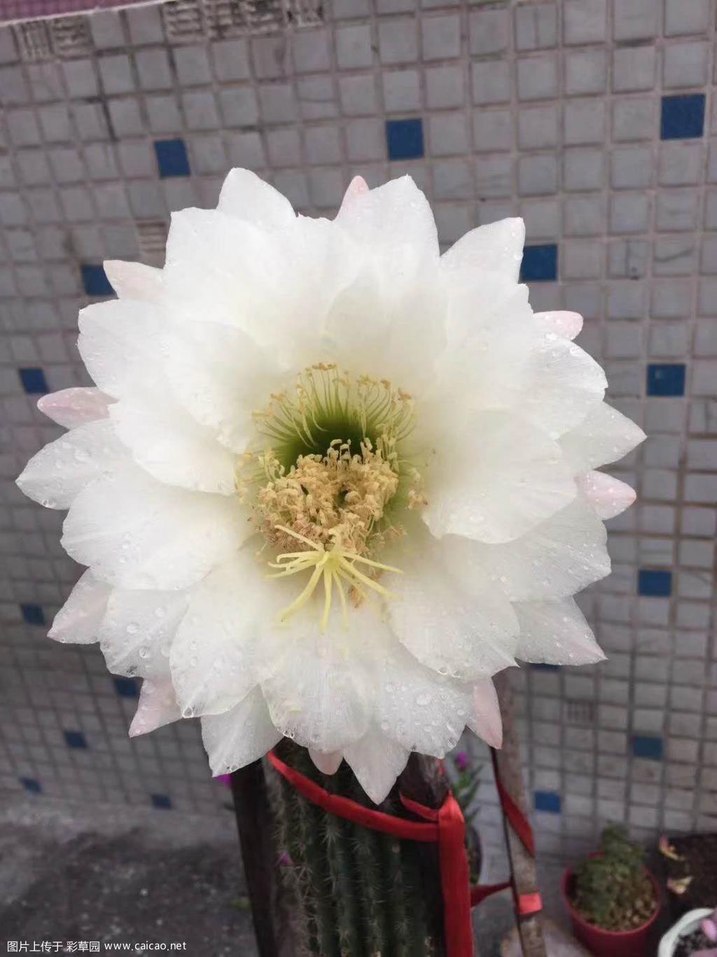 求鉴定毛花品种。
