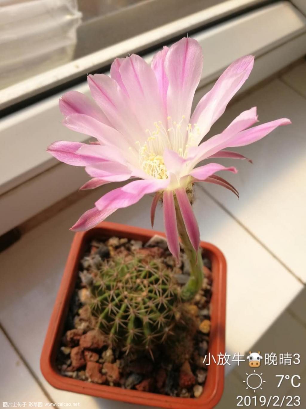 再有花开放